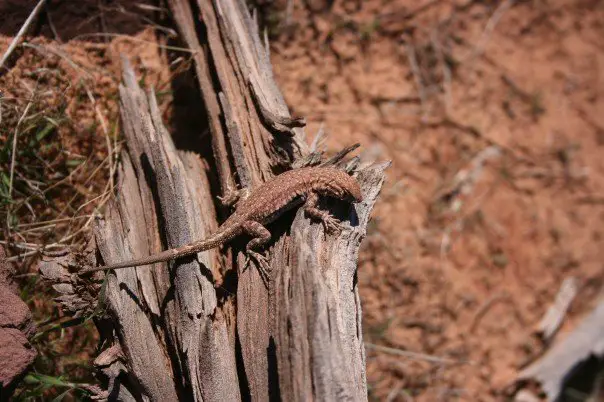 File:Collard lizard.jpg