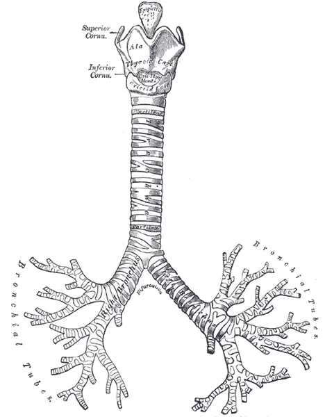 File:Gray961.png