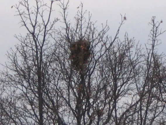File:Drey2.jpg