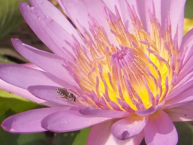 File:Flower-04-KayEss-2.jpeg