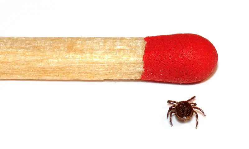 File:Tick male size comparison (aka).jpg