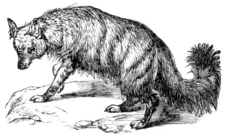 File:Aardwolf.png