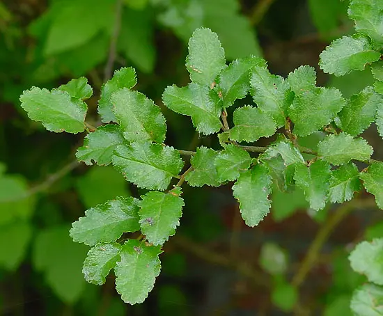 File:Nothofagus antarctica D.jpg