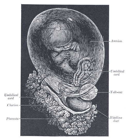 Fetus of about 8 weeks, enclosed in the amnion. Magnified a little over two diameters.