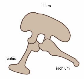 File:Saurischia.png