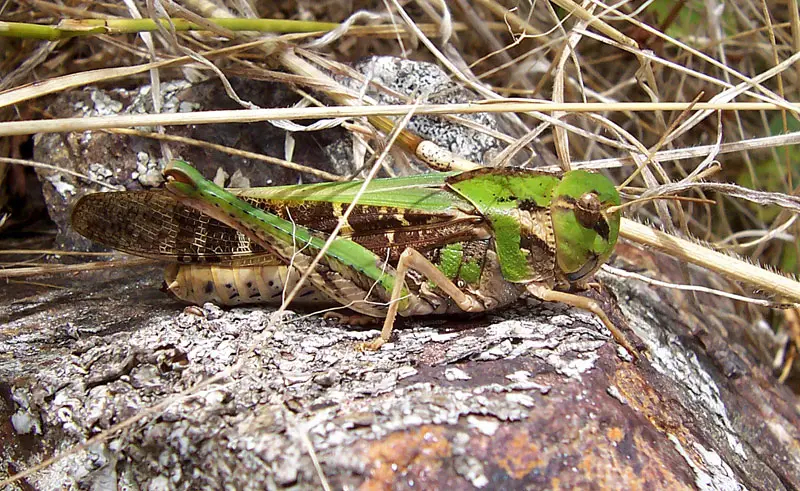 File:Green grasshopper03.jpg