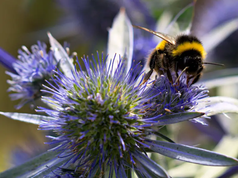File:Bumblebee on Sea Holly.jpg