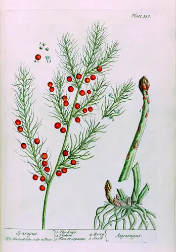 File:Asparagus botanical.jpg