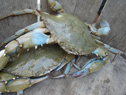 File:BlueCrab.jpg