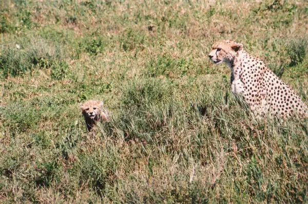 File:Cheetah with cub.jpg