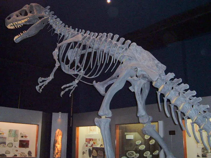 File:800px-Allosaurus1.jpg