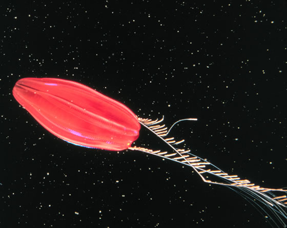 File:Ctenophore.jpg