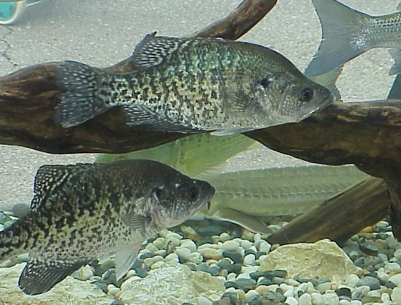 File:White Crappie.jpg
