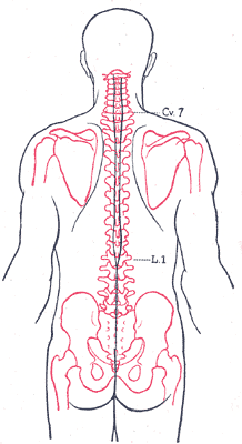 File:Spine.gif