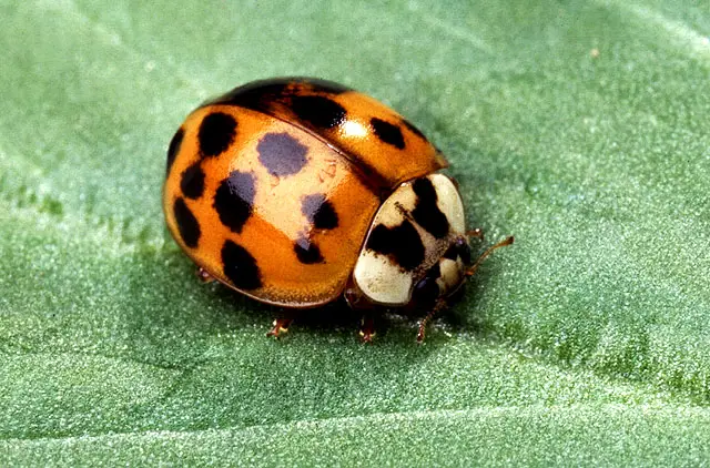 File:Asian multicolored lady beetle.jpg