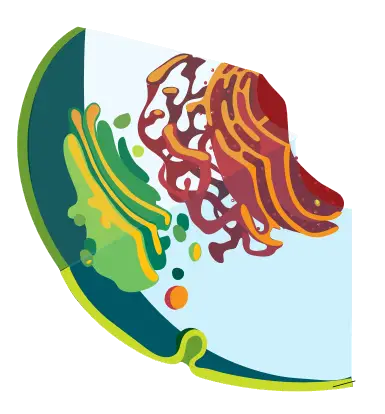 File:Endomembrane system diagram no text nucleus.png