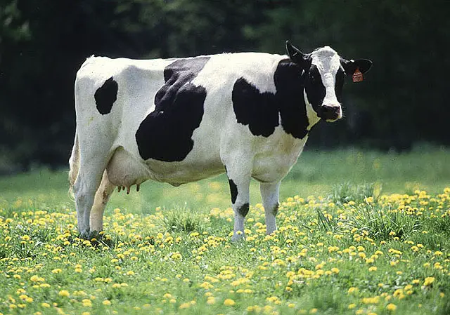 File:Cow.jpg