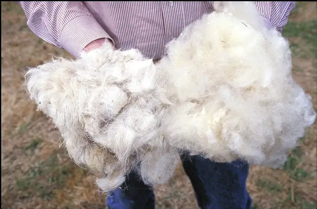 File:Wool.www.usda.gov.jpg