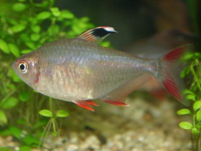 File:Schmucksalmler.jpg