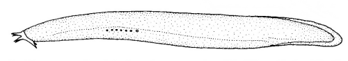 File:Eptatretus cirrhatus (New Zealand hagfish).gif