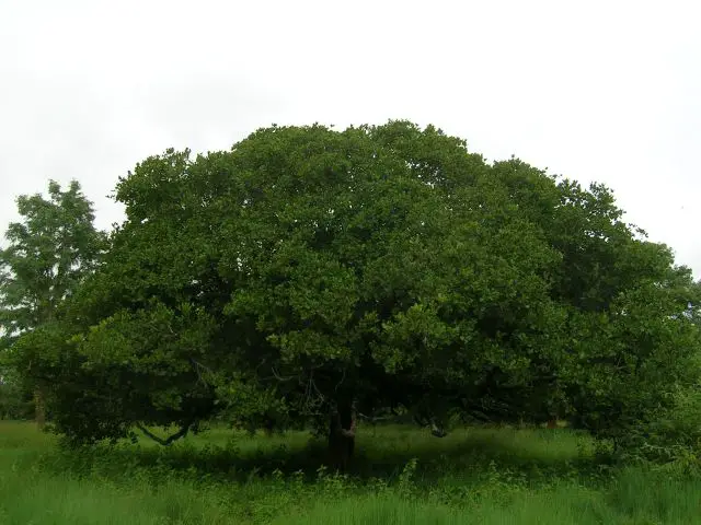 File:Anacardium occidentale tree.jpg