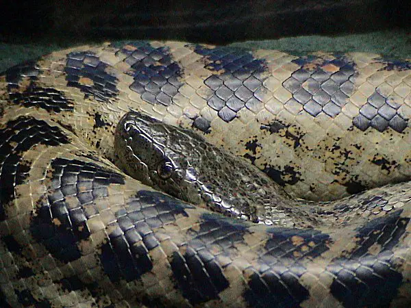 File:Eunectes notaeus.jpg