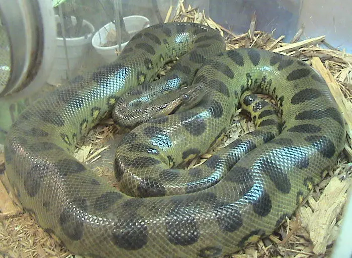 File:Eunectes murinus2.jpg