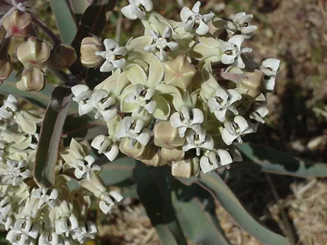 File:Mexican milkweed.jpg