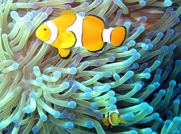 File:Common clownfish.jpg