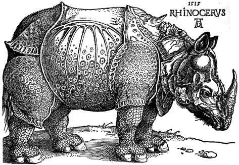 File:Dürer - Rhinoceros.jpg