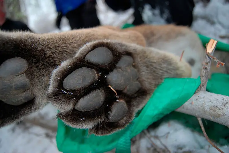 File:Puma concolor paw.jpg