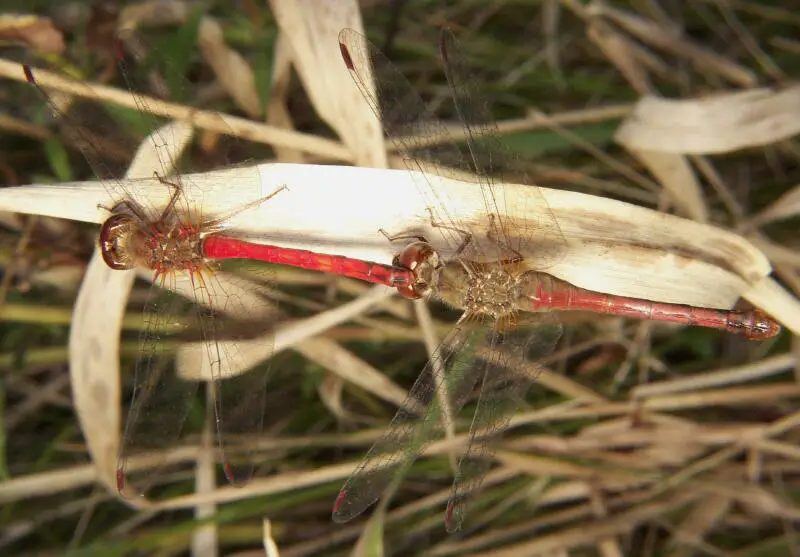 File:Cherry-faced meadowhawk pair.jpg