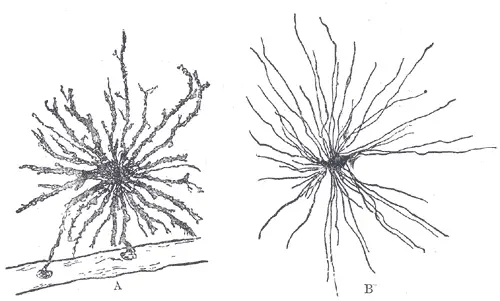 File:Neuroglia.png