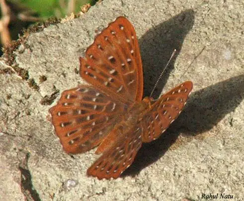 File:RN007 Zemeros flegyas.jpg