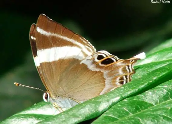 File:RN008 Abisara neophron.jpg