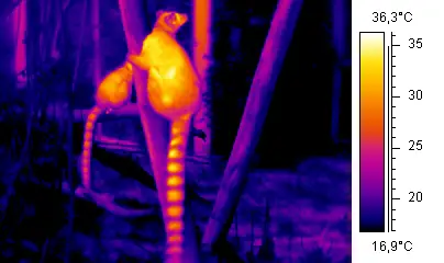 File:Wiki ringtailed lemur.jpg