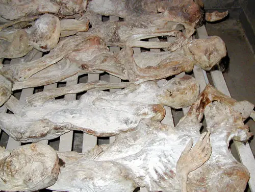 File:Rwandan Genocide Murambi bodies.jpg