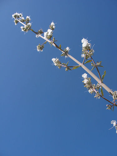 File:White sage.jpg
