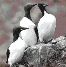 File:ThickbilledMurre23.jpg