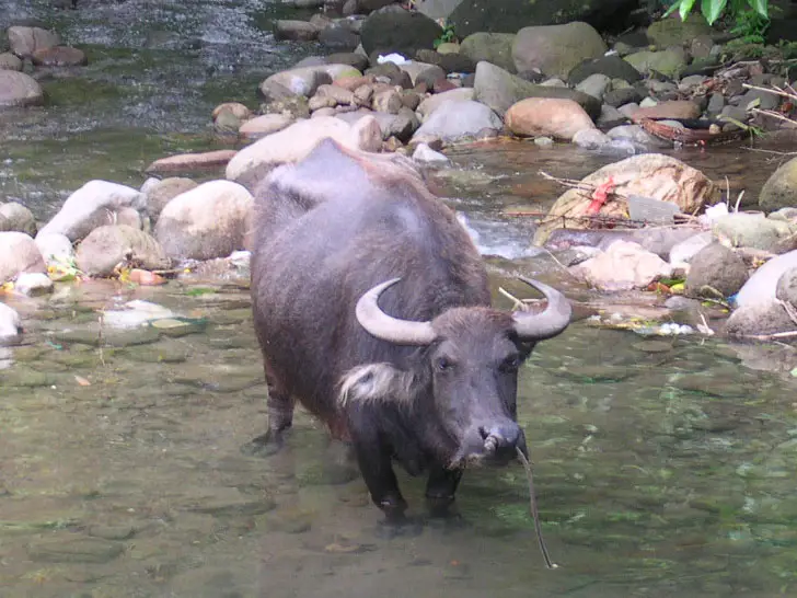 File:Carabao.jpg