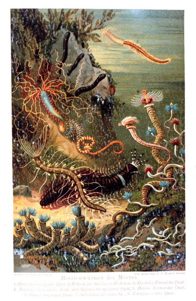 caption = Polychaeta: "A variety of marine worms" plate from Das Meer by M. J. Schleiden (1804–1881)