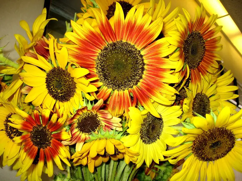 File:Red sunflowers.jpg
