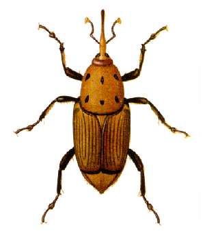 File:Rhynchophorus ferrugineus.jpg