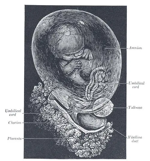 File:Fetus.jpg