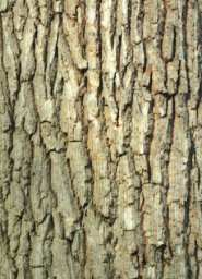 File:Oakbark.jpg
