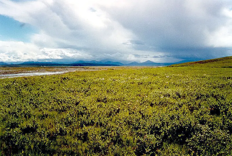 File:Tundra ANWR.jpg