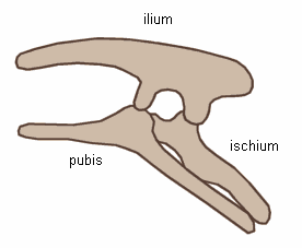 File:Ornithischia.png