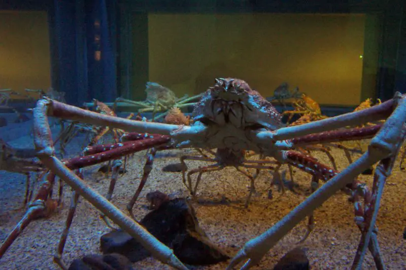 File:Spider crabs at the Kaiyukan Aquarium in Osaka close.jpg