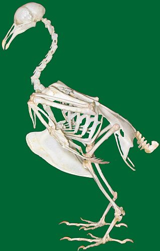 File:Bird Skeleton.jpg