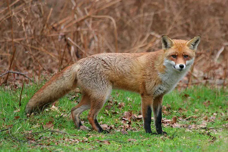 File:Vulpes vulpes.jpg